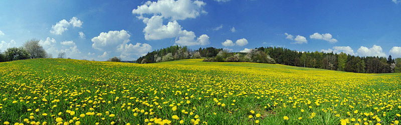 Mortgage Portability